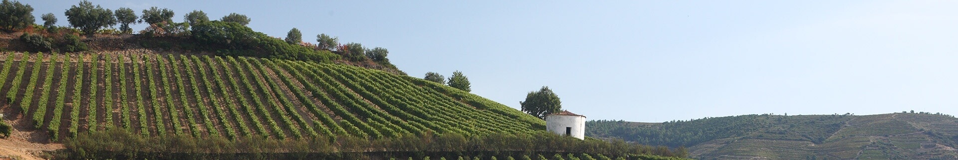 Da mesma forma que os vinhos de Vargellas, os vinhos desta antiga e bonita Quinta de Terra Feita são um componente essencial do lote de...