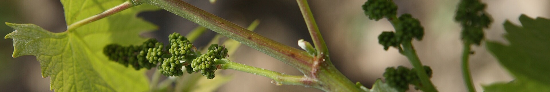 Na Taylor’s estamos empenhados em proteger o ambiente e o equilíbrio ecológico das nossas vinhas e da Região Demarcada...