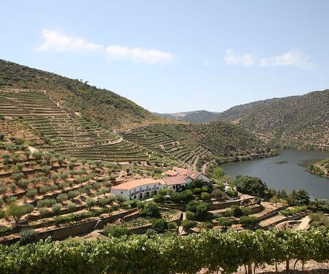 A Quinta de Vargellas ocupa um lugar de destaque entre as quintas do Douro. Localizada no Douro Superior, a zona mais oriental e remota da...