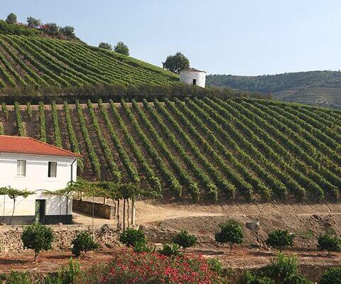 Da mesma forma que os vinhos de Vargellas, os vinhos desta antiga e bonita Quinta de Terra Feita são um componente essencial do lote de...